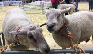 Salon de l'agriculture : le concours des moutons boulonnais 