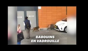 À Sydney, des babouins se sont échappés en pleine ville