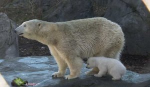 Un ourson polaire au zoo de Vienne fait ses premiers pas à l'extérieur