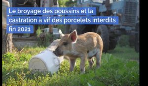 Le broyage des poussins et la castration à vif des porcelets interdits fin 2021