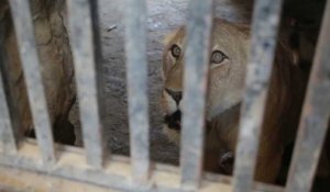 Dans le Yémen en guerre, les animaux des zoos luttent aussi pour survivre