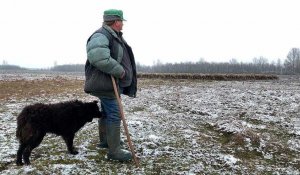 Les terres agricoles de Hongrie, vaches à lait du camp de Viktor Orbán ?