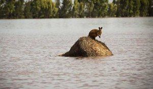 Australie : après la sécheresse et les flammes, les pluies et les inondations