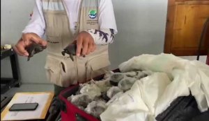185 tortues découvertes dans une valise à l'aéroport des Galapagos