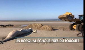 Merlimont : un rorqual de quinze mètres de long s’échoue sur la plage