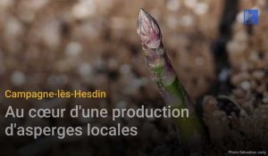 Campagne-lés-Hesdin : au cœur d'une production d'asperges locales