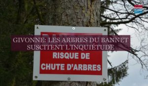 Givonne: les arbres du Bannet suscitent l'inquiétude