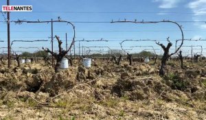 Gel : les viticulteurs appellent à l’aide