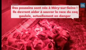 Méry-sur-Seine: les poussins du conservatoire du coq gaulois sont nés 