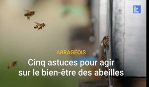 Cinq astuces pour agir sur le bien-être des abeilles