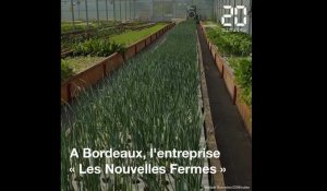Bordeaux : L'une des plus grandes fermes en aquaponie d'Europe se prépare