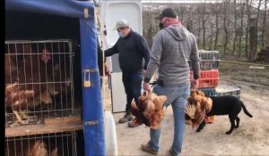 West-Cappel : l'association des Ch'tites cocottes sauvent 320 poules pondeuses de l'abattoir