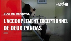 Un accouplement de pandas rarissime au zoo de Beauval