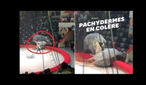 Scène de panique dans un cirque russes où deux éléphantes se battent