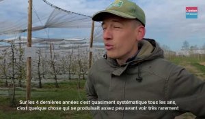 Marne : Comment maraîchers et viticulteurs luttent contre le gel ?