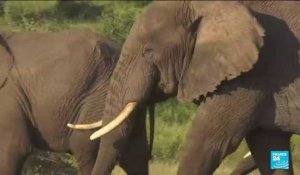 Biodiversité : en Afrique, l'éléphant de forêt "en danger critique d'extinction"