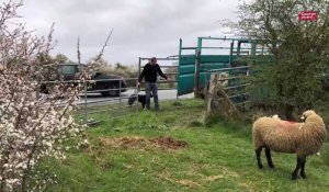 Transhumance des moutons de prés salés