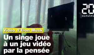 Elon Musk poste une vidéo d’un singe jouant à un jeu vidéo via un implant cérébral