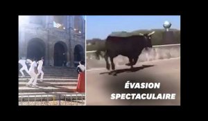 À Arles, trois taureaux s'échappent des Arènes en pleine séance photo