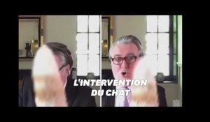 Ce chat a interrompu un député en pleine visioconférence avec des ministres