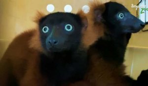 Rare naissance de lémuriens jumeaux au zoo de Singapour