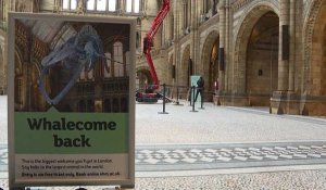 Le Musée d'histoire naturelle de Londres va rouvrir ses portes