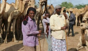 Hajj réduit: les éleveurs somaliens sur la paille
