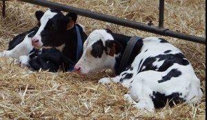 Florent Carpentier éleveur de vaches laitieres à Villers-Outreaux 01