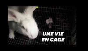 L214 dévoile les conditions de vie épouvantables des lapins en cage