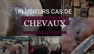 Plusieurs cas de chevaux mutilés recensés dans l'Aisne et les Ardennes
