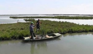 Ecosystème en danger: Venise veut reconquérir sa lagune