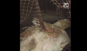Dans sa dernière vidéo, L214 dénonce «l’horreur» d'un élevage de canards de la filière foie gras