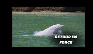 Hong Kong retrouve ses dauphins blancs grâce au calme lié à la pandémie
