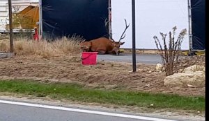 Chasse à courre : un cerf traqué se réfugie près d'un chantier à Compiègne