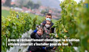 Le Pas-de-Calais devient une terre viticole