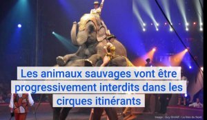 Les animaux sauvages dans les cirques itinérants vont être progressivement interdits