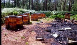 Aumont-en-Halatte. Une trentaine de ruches sauvées d'un incendie