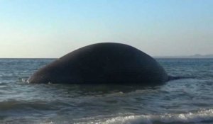 Le cadavre d'une baleine s'échoue sur une plage indonésienne