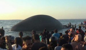 Indonésie: une énorme baleine morte échouée près d'une plage