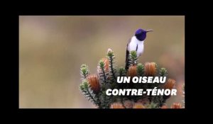 Ce colibri équatorien émet le son le plus aigu chez les oiseaux
