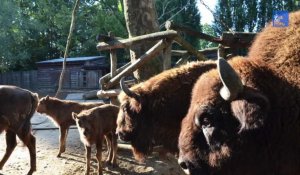 Ypres : baby-boom chez les bisons d’Europe à Bellewaerde
