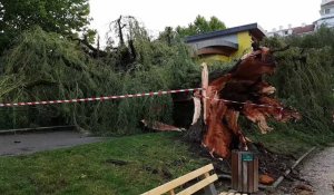 Intempéries à Annecy : un arbre tombe sur l'école Vaugelas