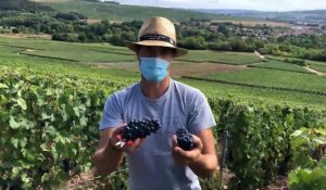 Trélou-sur-Marne : Alexandre Mallet, viticulteur de champagne au sud de l'Aisne  