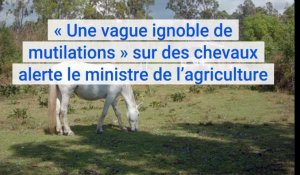 « Une vague ignoble de mutilations » sur des chevaux alerte le ministre de l’agriculture