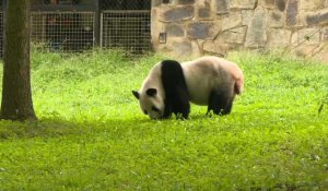 Bébé panda au zoo de Washington: images de son père Tian Tian dans son enclos