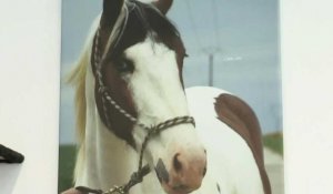 Mystère autour d'une série de mutilations de chevaux en France
