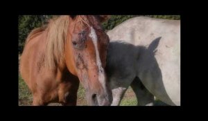 Affaire des chevaux mutilés : l'homme arrêté dans le Haut-Rhin remis en liberté
