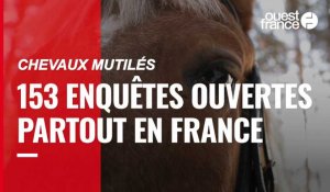 Chevaux mutilés. 153 enquêtes ouvertes partout en France