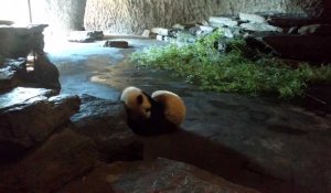Pairi Daiza : on prépare l'anniversaire des bébés pandas 3/3. vidéo Eric Ghislain