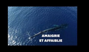 L'agonie d'une baleine en Méditerannée
